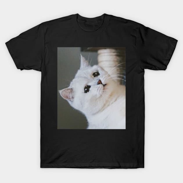 Sad cat shirt online
